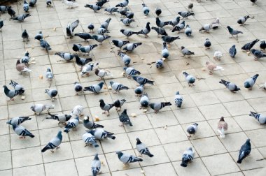 sayısız güvercinler ekmek gagalamayı