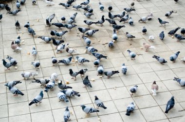 Countless doves pecking bread clipart