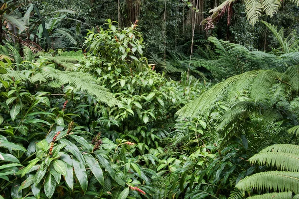 Пишні тропічні ліси — стокове фото