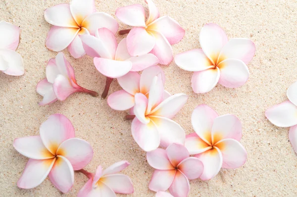 stock image Frangipani flowers on beach