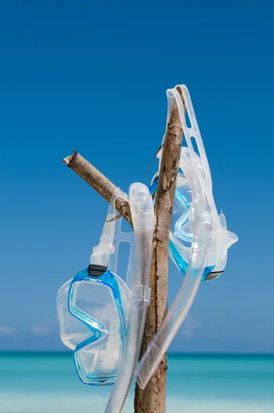 Máscara de buceo en colgar en rama — Foto de Stock