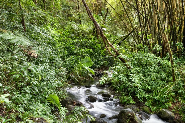 Малий потоку в тропічному лісі — стокове фото