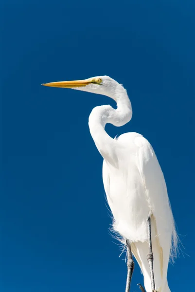 stock image White egret