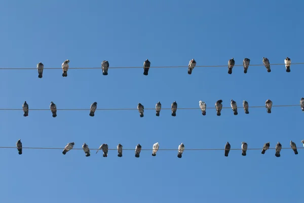 Grote groep duiven op lijn van de macht — Stockfoto
