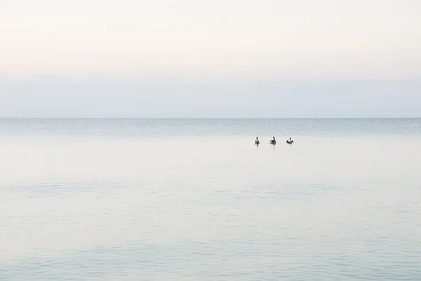 Amigos pelicanos — Fotografia de Stock