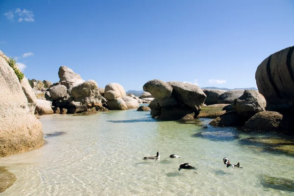 Pinguins Boulders Beach — Stock Photo, Image