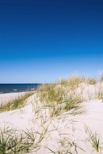 Пляжная дюна — стоковое фото