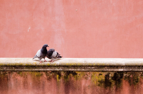 Pigeon couple in love