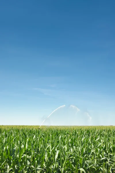 Bewässerung der Maisfelder Stockbild