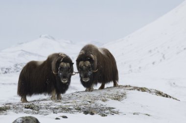 Musk-ox in Norge