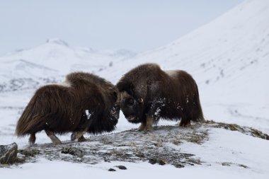Misk-ox norge