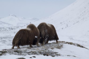 Musk-ox pair in Norge clipart