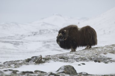 Musk-ox in Norge clipart