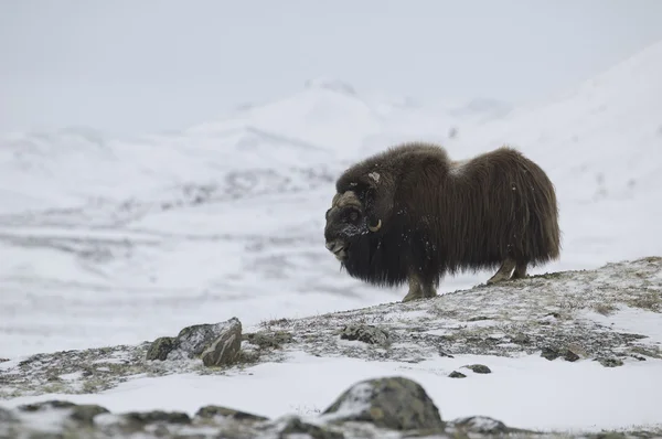 Musk-ox in Norge — Stock Photo, Image