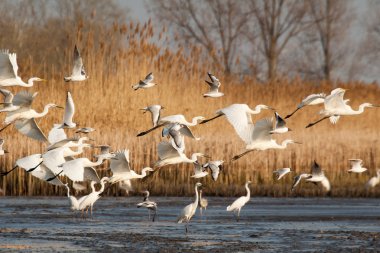 Great White Egrets - Ardea alba clipart