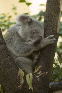 Sleeping Koala clipart