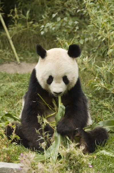 Panda com bambu — Fotografia de Stock