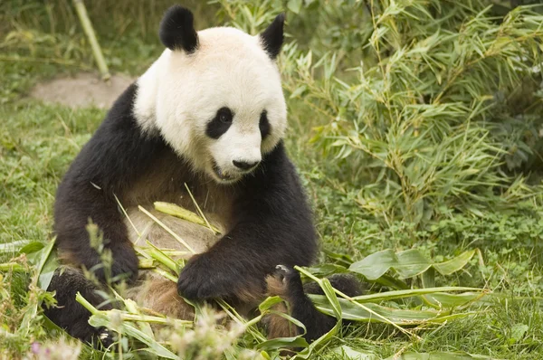 Panda mit Bambus — Stockfoto