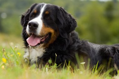 köpek - bernese dağ köpeği