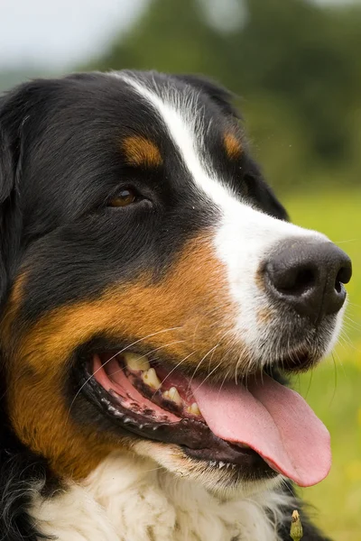 Pies - Berneński pies pasterski — Zdjęcie stockowe