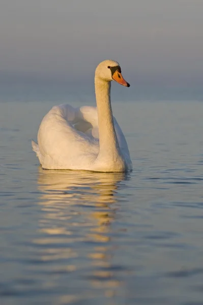 Swan in Sunset — Stock Photo, Image