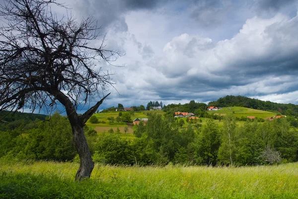 마른 나무와 풍경 — 스톡 사진
