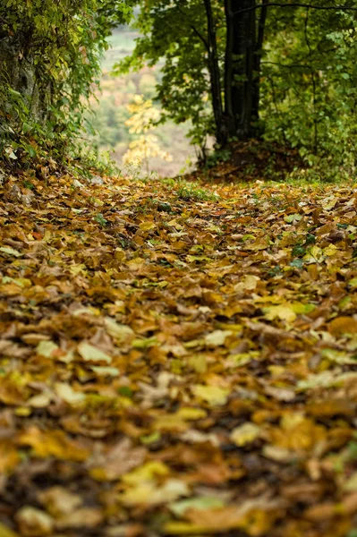 Camino en otoño — Foto de Stock