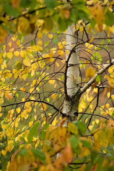 Δέντρο το φθινόπωρο — Φωτογραφία Αρχείου