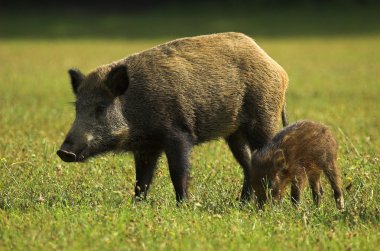 Boar - Wild Pig - Sus scrofa clipart