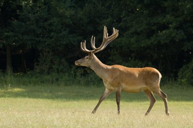 Kızıl geyik - cervus elaphus