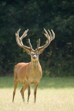 Red Deer - Cervus elaphus clipart