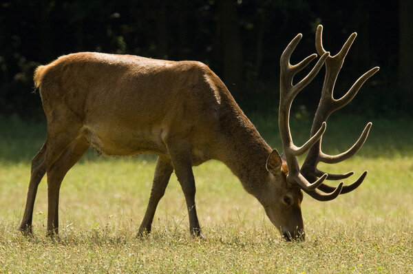 Red Deer - Cervus elaphus - on the field