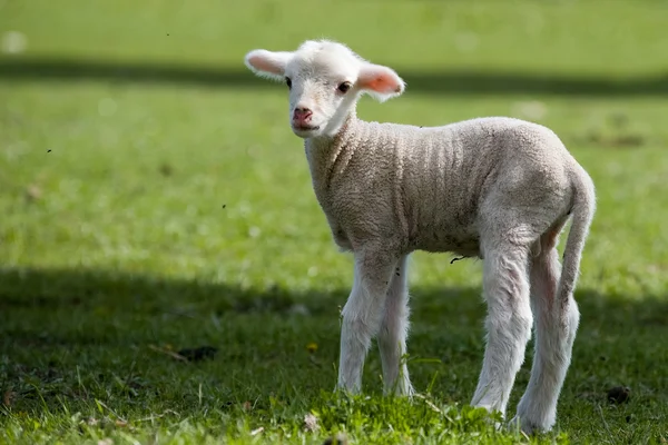 Agneau - Jeune mouton — Photo