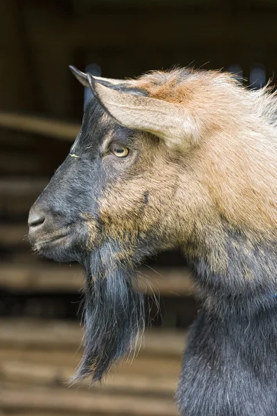 Goat - Capra aegagrus hircus — Stock Photo, Image