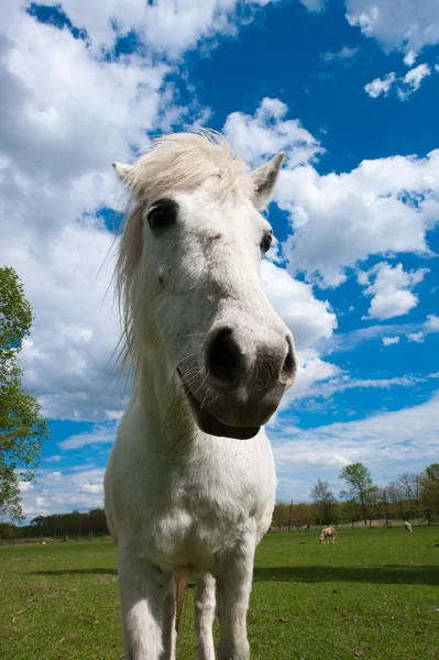 stock image Horse head