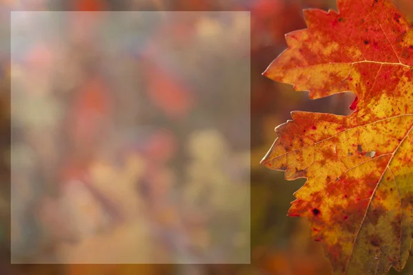 Hroznové listy na podzim — Stock fotografie