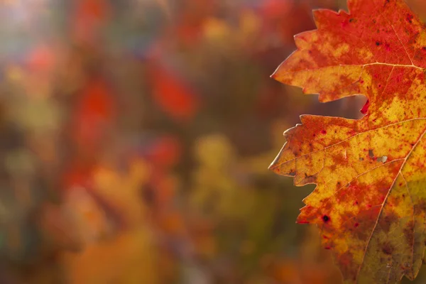 Hroznové listy na podzim — Stock fotografie