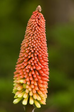 meşale lily - kniphophia uvaria - kırmızı sıcak poker