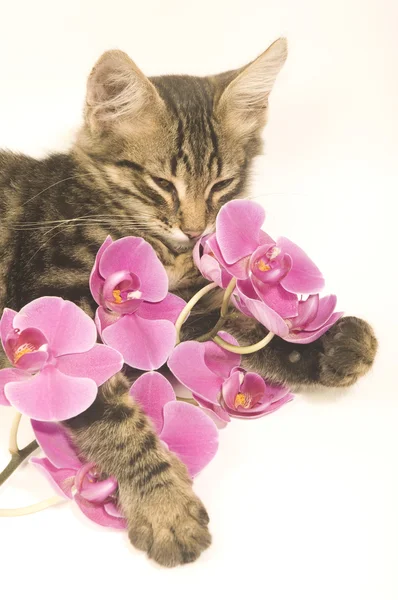 Cat smell flowers — Stock Photo, Image