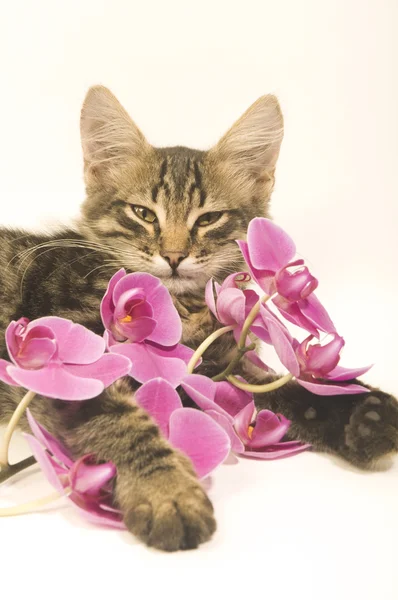 Cat with pink flowers — Stock Photo, Image