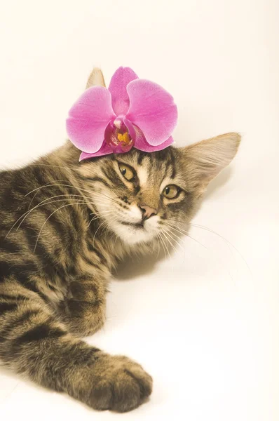 Cat with pink flowers — Stock Photo, Image