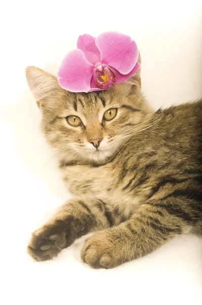 Gato con flores rosas — Foto de Stock