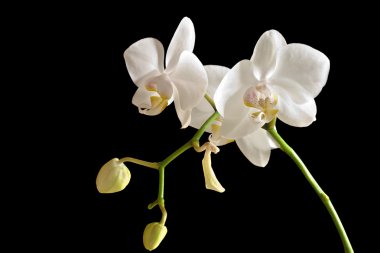 White orchid (Phalaenopsis) clipart