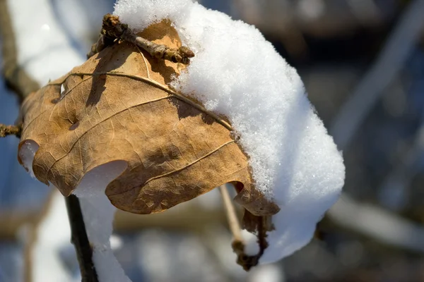 Oak leaf under snow — Stock Photo, Image