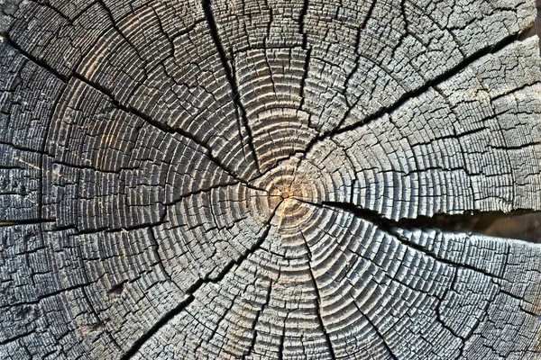 stock image Old tree rings