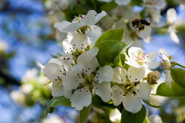 Pear flower with bee clipart