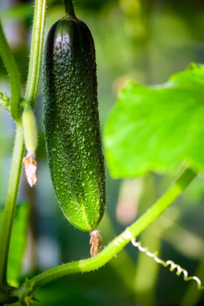 stock image Fresh green cucumber