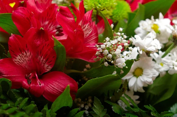 stock image Flowers