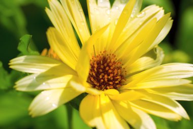 Calendula Flower (Calendula officianalis) clipart