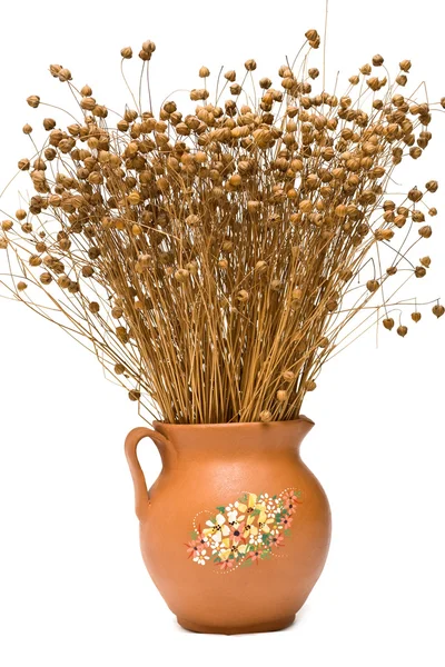 Flax (Linum usitatissimum) — Stock Photo, Image